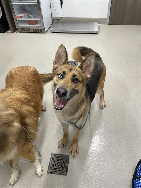adoptable Dog in Baytown, TX named POPPIE