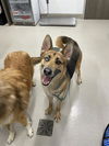 adoptable Dog in  named POPPIE