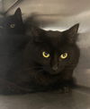 adoptable Cat in Baytown, TX named SPIRIT