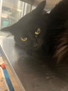 adoptable Cat in Baytown, TX named HOPE