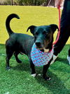 adoptable Dog in Baytown, TX named ERNIE