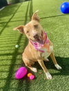 adoptable Dog in Baytown, TX named DREAM