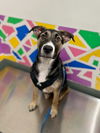 adoptable Dog in Baytown, TX named CHIEF