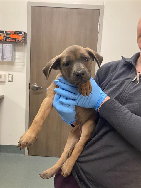 picture of the dog needing adoption