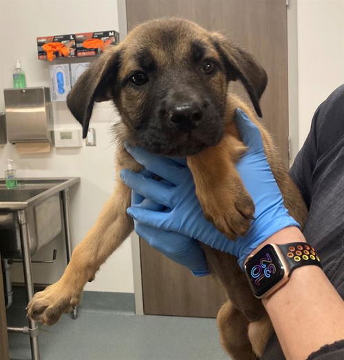 picture of the dog needing adoption