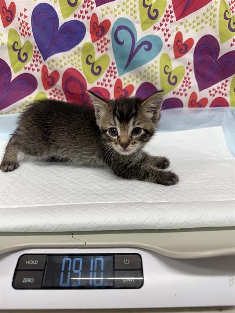 picture of the cat needing adoption