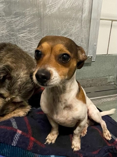 picture of the dog needing adoption