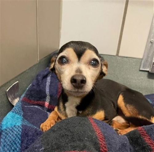 picture of the dog needing adoption