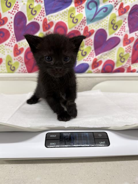 picture of the cat needing adoption