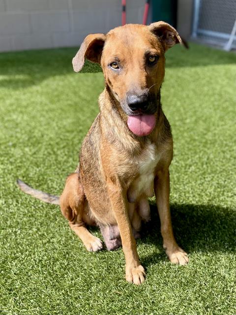 adoptable Dog in Baytown, TX named BETH
