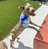 adoptable Dog in Baytown, TX named SANDERS