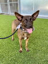 adoptable Dog in  named LEILANI