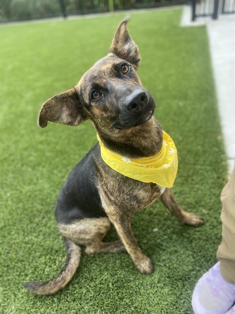 adoptable Dog in Baytown, TX named LILO