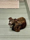 adoptable Dog in  named KEGAN