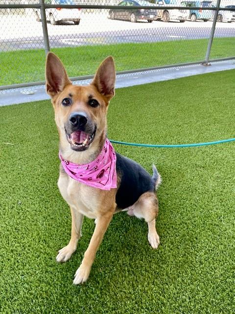 adoptable Dog in Baytown, TX named EMILY
