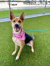 adoptable Dog in  named EMILY