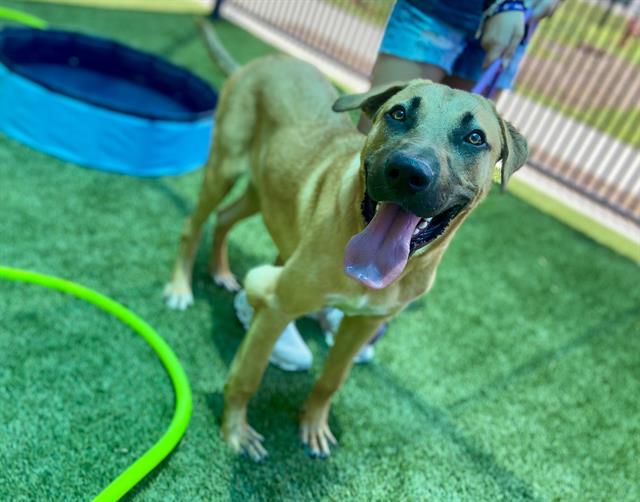 adoptable Dog in Baytown, TX named COQUI