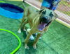 adoptable Dog in  named COQUI