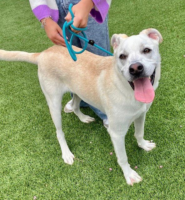 adoptable Dog in Baytown, TX named DAVID