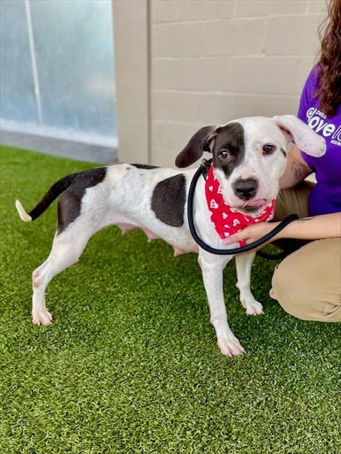 adoptable Dog in Baytown, TX named MOLLY MOO COW