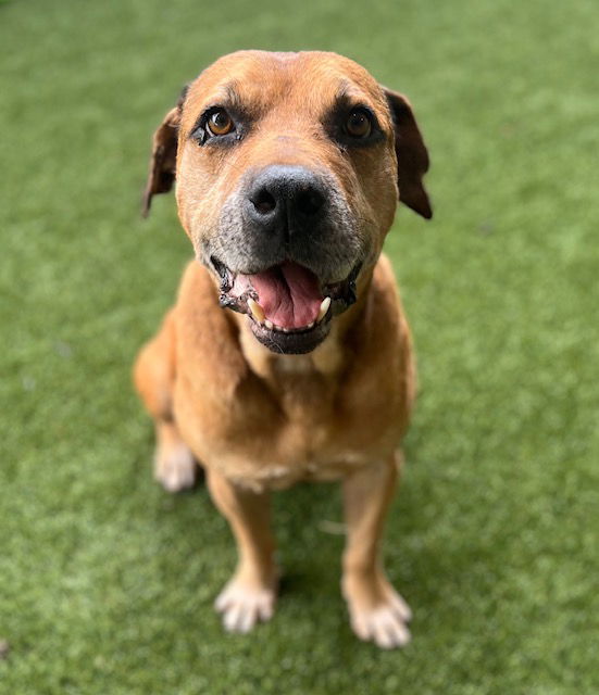 adoptable Dog in Baytown, TX named COMMET