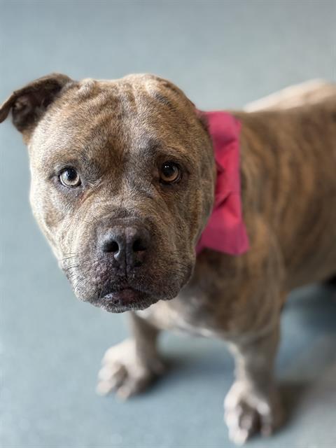 adoptable Dog in Baytown, TX named BELLA