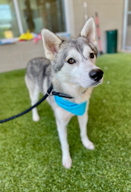 adoptable Dog in Baytown, TX named MALIK