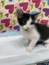 adoptable Cat in Baytown, TX named ESPOSITO