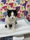 adoptable Cat in Baytown, TX named KATE