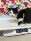 adoptable Cat in Baytown, TX named MCKINNON
