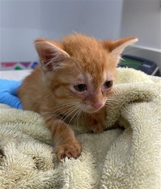 adoptable Cat in Baytown, TX named JALAPENO