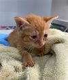 adoptable Cat in Baytown, TX named JALAPENO