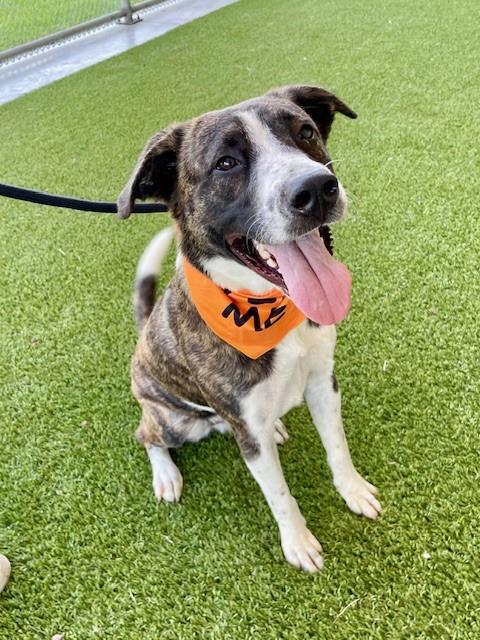 adoptable Dog in Baytown, TX named ASTRO