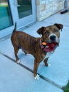 adoptable Dog in  named ITALY