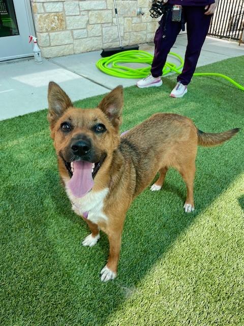 adoptable Dog in Baytown, TX named ROSIE