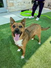 adoptable Dog in  named ROSIE