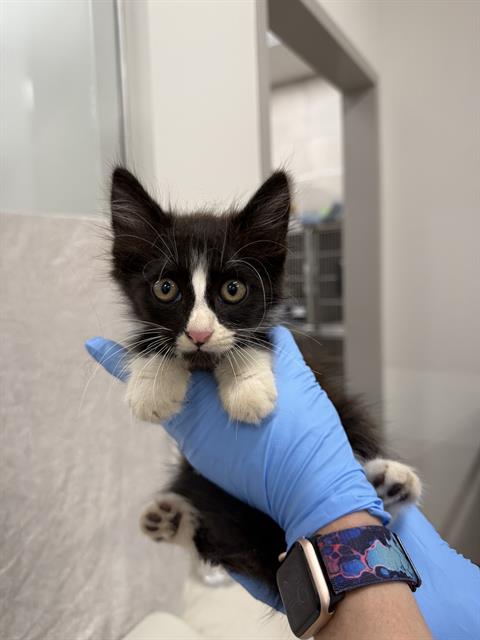 adoptable Cat in Baytown, TX named ARTHUR