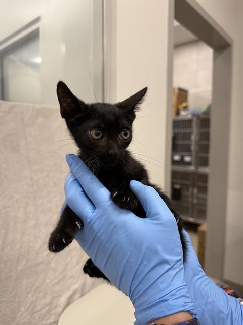adoptable Cat in Baytown, TX named BUSTER