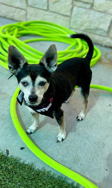 adoptable Dog in Baytown, TX named LEVI