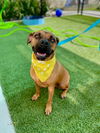 adoptable Dog in  named JANE