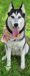 adoptable Dog in  named CAMILLE