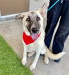 adoptable Dog in  named MOCHI