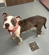 adoptable Dog in Baytown, TX named NOODLES