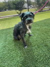 adoptable Dog in  named DRACO