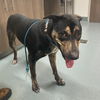 adoptable Dog in  named SASHA