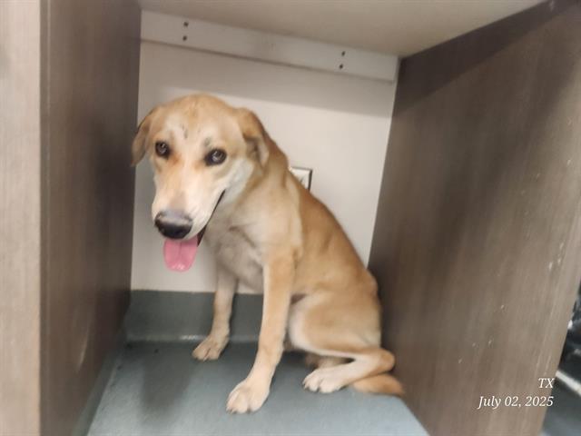 adoptable Dog in Baytown, TX named BURTON