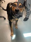 adoptable Dog in  named RUMMY