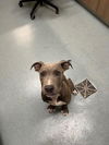 adoptable Dog in  named WHISTLER