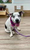 adoptable Dog in  named PINKY