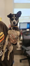adoptable Dog in  named MANCITO